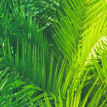 Wonderful green palm leaves - exotic vacation, botanical background and summer concept. Enjoy a tropical dream
