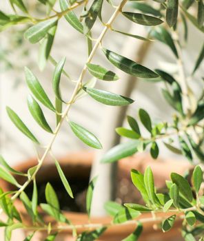 Olive tree and sunshine - gardening, nature background and environmental concept. The beauty of a green garden