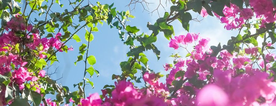 Pink flowers and blue sunny sky - floral background, spring holidays and womens day concept. Living life in bloom