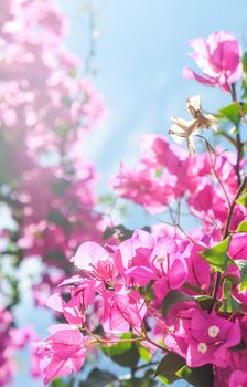 Pink flowers and blue sunny sky - floral background, spring holidays and womens day concept. Living life in bloom