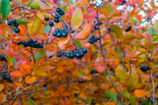 bright autumn background leaves and fruits of chokeberry Bush. High quality photo