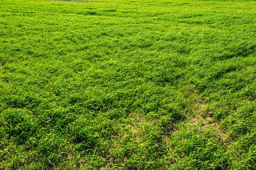 Green Field of wheat, blue sky and sun, white clouds. wonderland