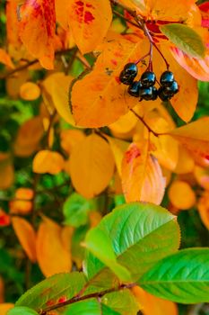 bright autumn background leaves and fruits of chokeberry Bush. High quality photo