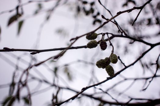 dramatic alder branches with cones and earrings on the background of the autumn sky