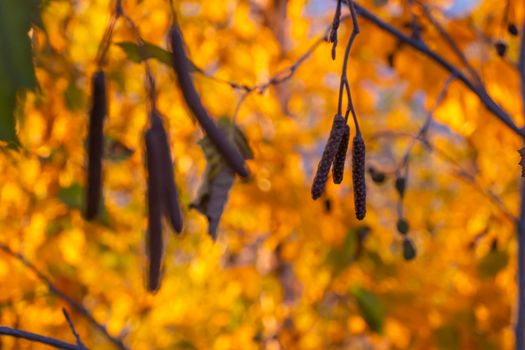 Bright yellow and red autumn leaves hang on branches of trees in forest. Topic - autumn, Indian summer, beautiful withering of nature. alder. . High quality photo