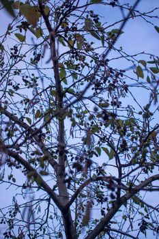 dramatic alder branches with cones and earrings on the background of the autumn sky