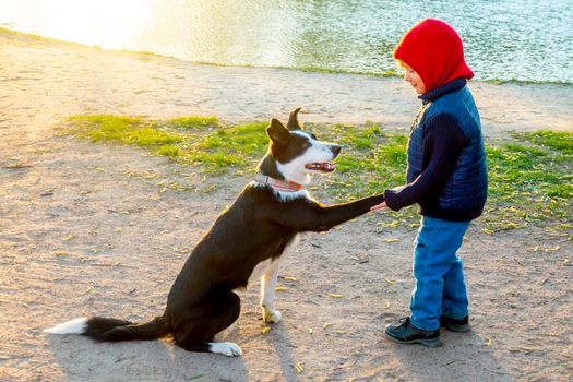 cheerful border collie dog obeys the command to a little boy. obedience