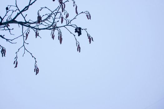background thin delicate openwork alder twigs on the lilac sky early spring