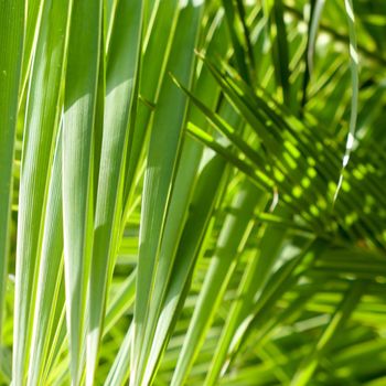 Exotic vacation, botanical background and summer travel concept - Palm leaves in summertime