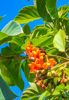 Kou Cordia subcordata flowering tree with orange flowers beach cordia sea trumpet with green leaves and blue sky background in Playa del Carmen Mexico.