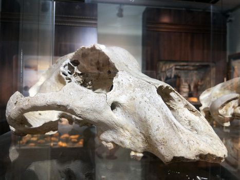 The skull of an ancient predatory animal in the museum on a glass shelf. Historical remains