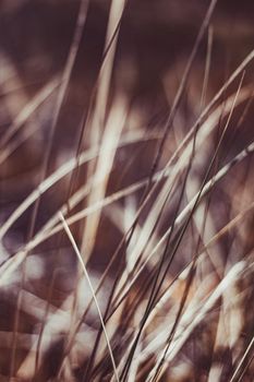 Beauty in nature, balanced lifestyle, environmental concept - Rustic summer field