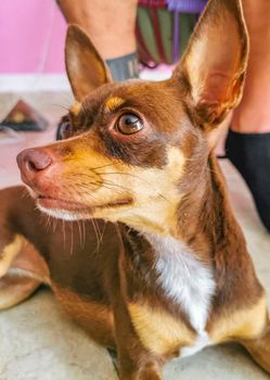 Portrait of a Mexican brown russian toy terrier dog while looking lovely and cute in the camera in Playa del Carmen Mexico.