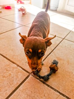 Portrait of a Mexican brown playful russian toy terrier dog while playing looking lovely and cute in the camera in Playa del Carmen Mexico.