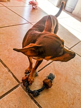 Portrait of a Mexican brown playful russian toy terrier dog while playing looking lovely and cute in the camera in Playa del Carmen Mexico.