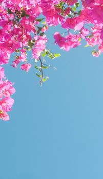 Pink flowers and blue sunny sky - floral background, spring holidays and womens day concept. Living life in bloom