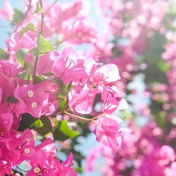 Pink flowers and blue sunny sky - floral background, spring holidays and womens day concept. Living life in bloom