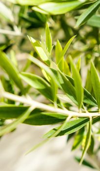 Olive tree and sunshine - gardening, nature background and environmental concept. The beauty of a green garden