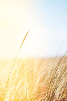 Sunshine over the summer field - beauty in nature, balanced lifestyle, environmental concept. Enjoying the sense of freedom