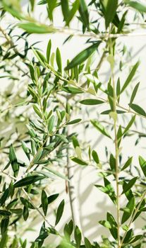 Olive tree and sunshine - gardening, nature background and environmental concept. The beauty of a green garden