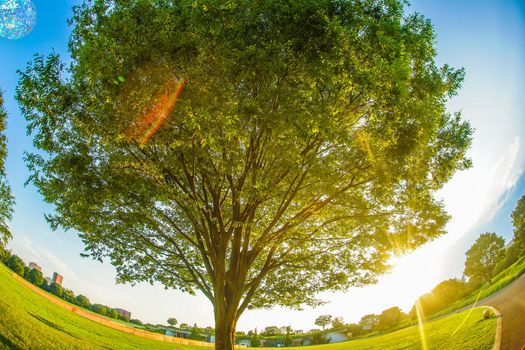 New green large tree and sunshine. Shooting Location: Tachikawa City, Tokyo