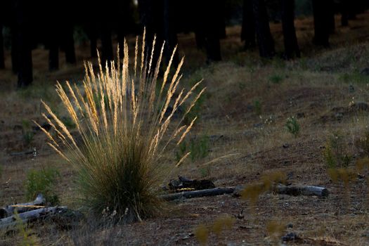 plant of the poaceae family illuminated by the sun at dawn with a dark pine forest in the background