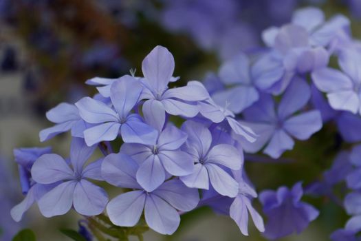 close-up of a blue jasmine flower, Plumbago auriculata with selective defocusing