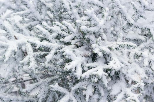 Fir branches of little cute Christmas trees with first snow, winter onset landscape, close up needles under snowy flakes, natural wintry scenic background