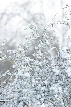 Close-up green tall grass of bushes under first snow, snowy landscape, natural white gray monochrome background, winter season onset concept, vertical image