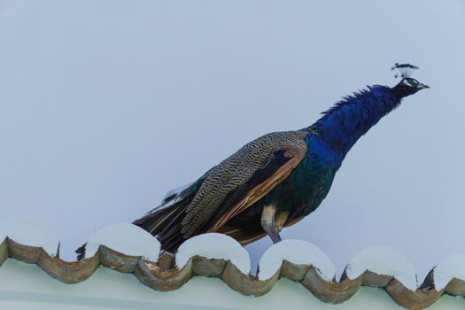 blue peacock perched on a roof on a white background