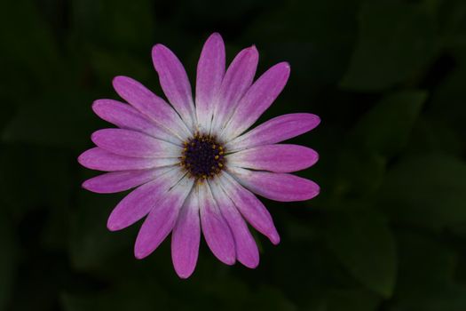 close-up of a flower of Anemone hortensis on a dark background out of focus
