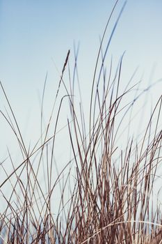 Beauty in nature, balanced lifestyle, environmental concept - Rustic summer field