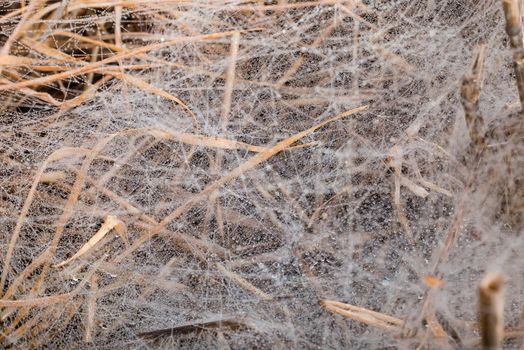 Morning Dew on the spider web. Closeup image, spider web on brown grass 