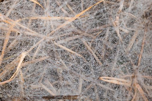 Morning Dew on the spider web. Closeup image, spider web on brown grass 