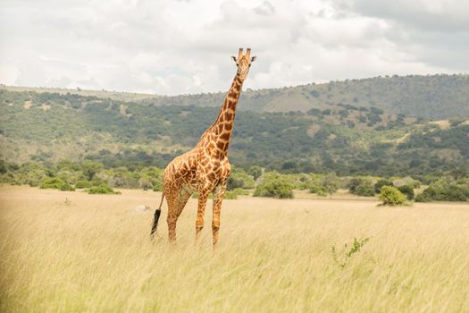 Giraffe standing on a field with dry grass with mountains in the background