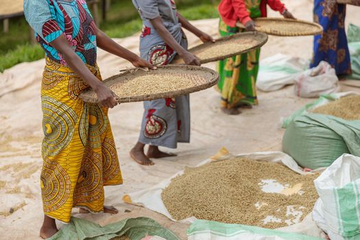 Cropped photo of female coffee farmers sorting through coffee cherries at farm in Africa