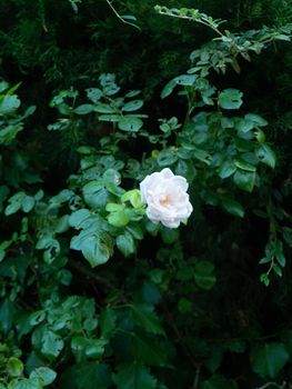 white rose blossom in summertime