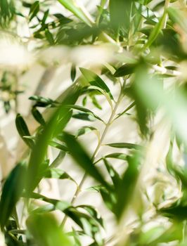 Olive tree and sunshine - gardening, nature background and environmental concept. The beauty of a green garden