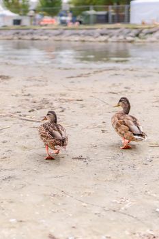 Ducks On The Beach 4 - In The Background Reeds. High quality photo