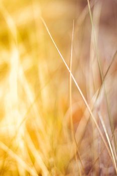 Sunshine over the summer field - beauty in nature, balanced lifestyle, environmental concept. Enjoying the sense of freedom