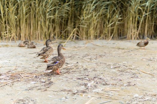 Ducks On The Beach 3 - In The Background Reeds. High quality photo