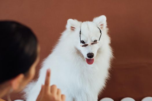 Dog breed Japanese spitz with sunglasses posing for photography
