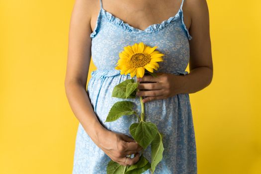 Motherhood, motherhood, femininity, hot summer, nature, people - croped portrait pregnant unrecognizable woman in floral blue dress hold big fresh live sunflower flower near belly on yellow background.