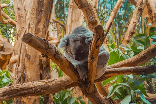 Koala resting on the tree In The Zoo. High quality photo