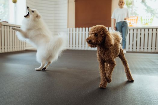 Brown Poodle and snow-white Japanese Spitz training together in pet house with dog trainer