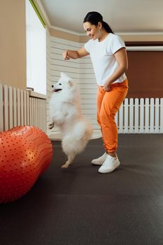 Snow-white dog Japanese Spitz training in pet house with trainer