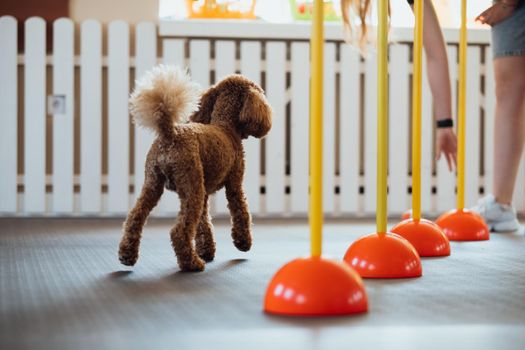 Little brown Poodle training in pet house with dog trainer