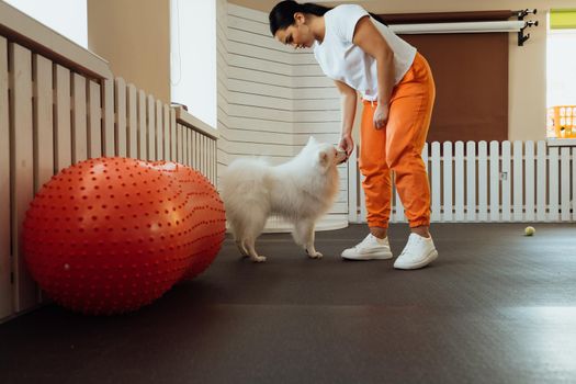 Snow-white dog Japanese Spitz training in pet house with trainer