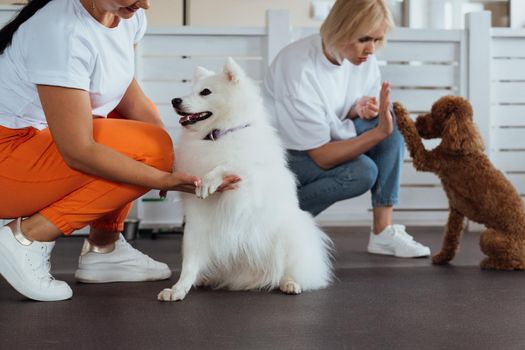 Brown Poodle and snow-white Japanese Spitz training together in pet house with dog trainer