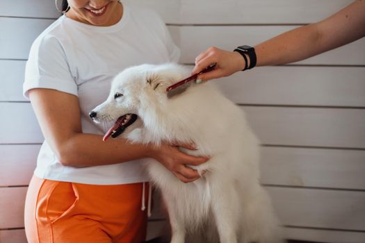 Snow-white dog Japanese Spitz breed is being prepared for exhibition, the process of combing the dog in pet house
